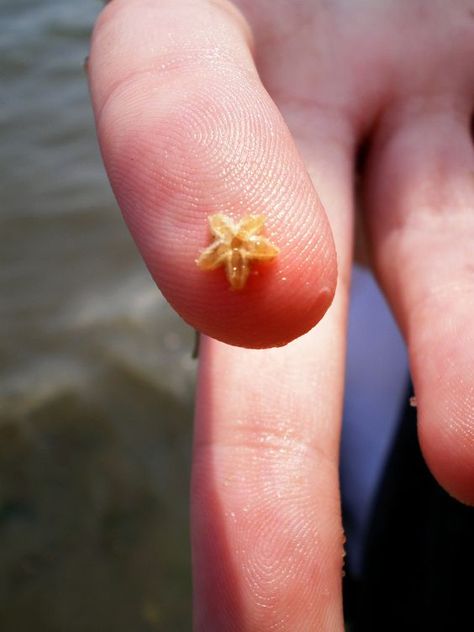 baby starfish... so cool I want to hold a baby star fish: Baby Starfish, Tiny Baby Animals, Water Animals, Ocean Creatures, Ocean Animals, Cute Creatures, Baby Star, Cute Little Animals, Wild Animals