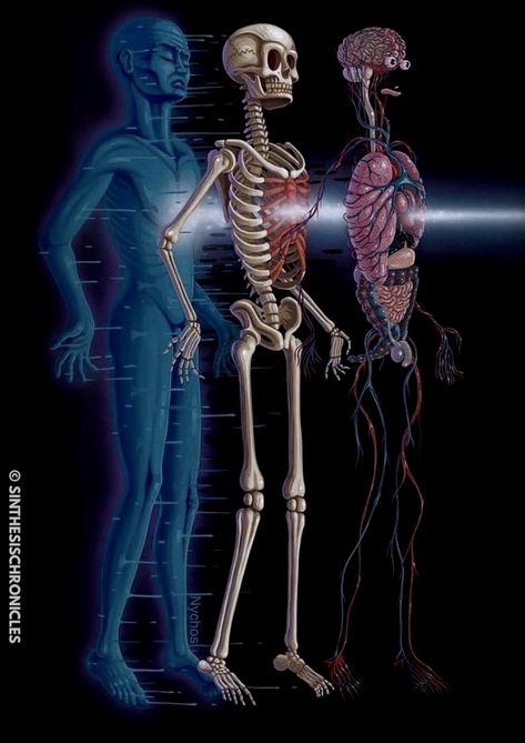 Anatomy Surrealism, Notion Notes, Medicine Anatomy, Medical Wallpaper, Spiritual Wallpaper, Human Body Anatomy, Heaven Art, Human Body Systems, Spiritual Artwork