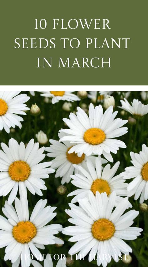 10 flower seeds to plant in March When To Plant Zinnia Seeds, Zinnia Flower Bed, Seeds To Start In March, When To Plant Corn, Starting Flowers From Seeds, Planting Flowers From Seeds, When To Plant Seeds, Salvia Plants, Seed Planting