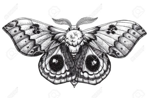 Antherina Suraka, Tattoo Hummingbird, Butterfly Tattoo Cover Up, Moth Drawing, Moth Tattoo Design, Butterfly Tattoo Meaning, Butterfly Back Tattoo, Tattoo Dotwork, Kunst Tattoos