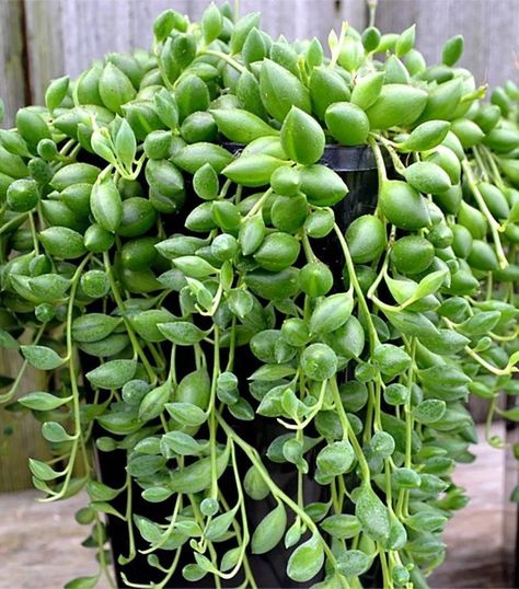 String Of Tears Plant, String Of Pearls Plant, Plant Goals, Hanging Succulents, Dana Point, Ruby Necklace, Propagating Plants, Plant Mom, Cactus And Succulents