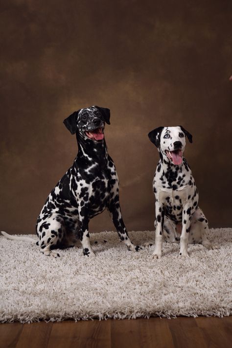 Paw Patrol Dogs, Black Dalmatian, Spotty Dog, Most Beautiful Dogs, Reactive Dog, Dog Photoshoot, Dalmatian Puppy, Animals Dogs, Dalmatian Dogs