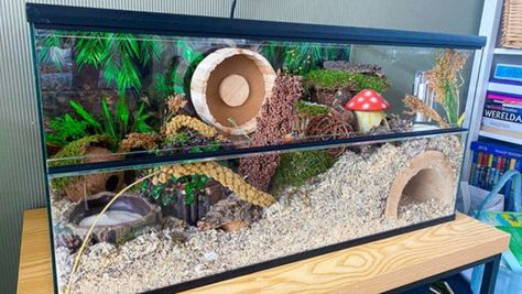 25 Amazing Hamster Habitat Ideas for a Happy Hamster Hamster House Ideas, Hamster Tank, Hamster Enclosure, Hamster Diy Cage, Hamster Ideas, Gerbil Cages, Mouse Cage, Hamster Diy, Hamster Life