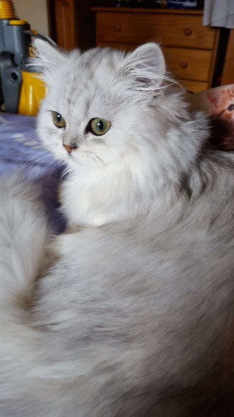 Persian Chinchilla Cat, Persian Chinchilla, Chinchilla Cat, Chinchilla Persian, Russian Blue, Persian Cat, Cat Breeds, Cute Cats, Persian