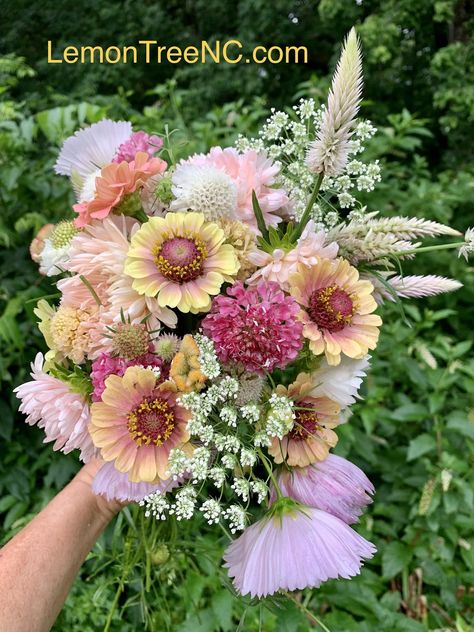 Zinnias: Queens of Summer - LemonTree Farm Zinnia Bouquet, Flower Bouquet Ideas, Floral Farm, Pretty Flowers Pictures, Cut Flower Farm, Long Stem Flowers, Veggie Gardens, Garden Bouquet, Bloom Where Youre Planted