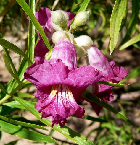 Chilopsis linearis 'Rio Salado' Plants