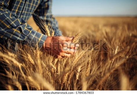 Man Farmer Checking Quality Wheat Grain Stock Photo 1784367803 | Shutterstock Wheat Field Photos, Global Food Security, Global Food, Wheat Field, Wheat Fields, Man Photo, Rio Grande, Sports News, Agriculture