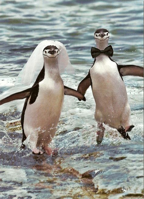 Penguin Love Penguin Wedding, Penguins Funny, Penguin Love, Cute Penguins, Tuxedos, Cuteness Overload, Wedding Card, Madagascar, Animal Kingdom