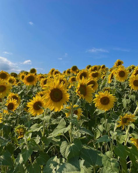 Sunflower Field, Field Of Dreams, New Media Art, Sunflower Fields, Flowers Nature, Art Reference Photos, Summer Aesthetic, Medium Art, Blue Sky