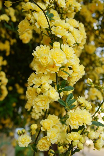 Thornless Climbing Roses, Yellow Climbing Rose, New Dawn Climbing Rose, Climbing Roses Trellis, Rose Climbing, Hillside Gardening, Lady Banks Rose, Rose Plant Care, Bali Garden