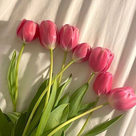 Artificial Tulips, Pink Tulips, The Meaning, Tulips, Vase, Wallpapers, Pink, White