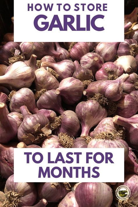 Freeze Garlic Cloves, How To Preserve Garlic, Freeze Garlic, Preserve Garlic, Freezing Garlic, Preserving Garlic, Storing Garlic, Store Garlic, Dehydrating Recipes