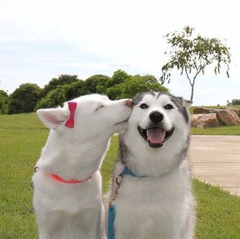 Try To Make It Through This Post Without Smiling. Lovely dogs. Blaze and Shiloh are too darn cute( Dog Kisses, Dog Best Friend, Smiling Dogs, Two Dogs, Sweet Animals, Funny Animal Pictures, Happy Dogs, Little Dogs, I Love Dogs