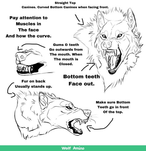 Some wolf drawing tips Wolf Sketches, Drawing Wolf, Wolf Dogs, Wolf Sketch, Canine Drawing, Animal Reference, Drawing Animals, Werewolf Art, Canine Art