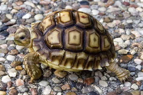 The Sulcata Tortise, Only thing is thay can grow to the size of a medium sized dog and live up to 50 years! Different Types Of Turtles, Pictures Of Turtles, Land Turtle, Types Of Turtles, Russian Tortoise Diet, Kawaii Turtle, Land Turtles, Tortoise Food, Leopard Tortoise