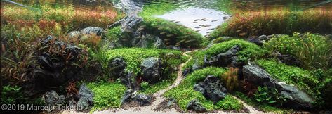 Brazilian Aquascape, Aquatic Garden, Planted Tank, Aquarium Landscape, Nature Aquarium, Brazilian Style, Sao Paulo Brazil, Paper Light, Vivarium