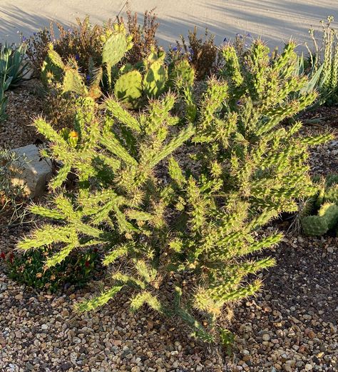 Cold-Hardy Cacti for the Mountain West - FineGardening Cold Hardy Cactus, Xeriscape Yard, Magenta Flowers, Visit Colorado, Small Cactus, Pea Gravel, Easy Care Plants, Fine Gardening, Clay Soil