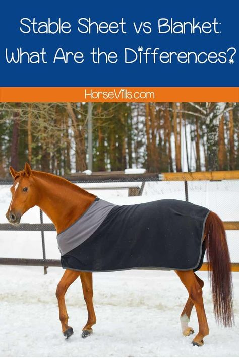 Are you at a standstill in deciding whether to buy a stable sheet or blanket for your horse? Here's a stable sheet vs blanket comparison guide from an expert! Horse Blankets Winter, Horse Age, Best Cat Breeds, Winter Horse, Horse Care Tips, Blankets For Winter, American Paint, Types Of Horses, Horse Accessories