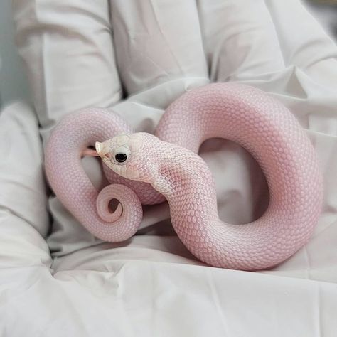 Dream Snake, Rare Albino Animals, Snake Turtle, Hognose Snake, Colorful Snakes, Pretty Snakes, Reptile Room, Snake Lovers, Cute Reptiles