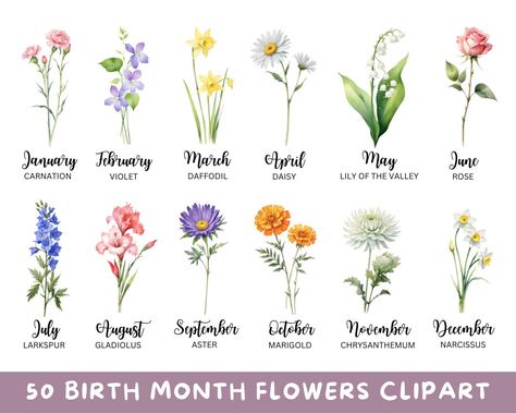 Flower Birth Month, Journal Png, Flower Clipart Png, Illustration Journal, Lillian Rose, Flowers Clipart, Birth Month Flower, Floral Illustration, Month Flowers