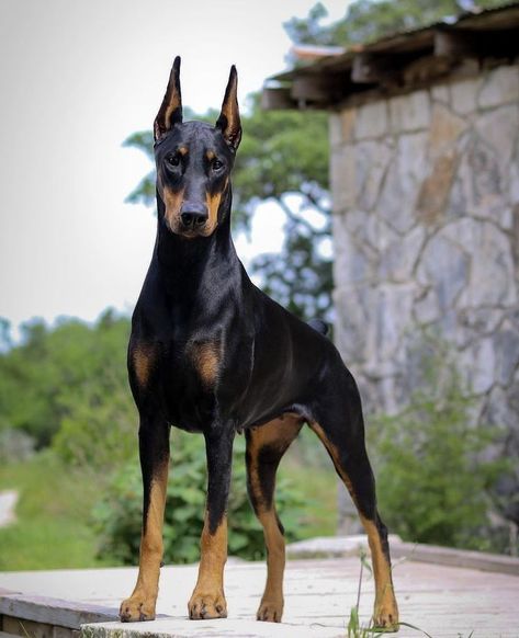 Creepy References, American Doberman, Herding Dogs Breeds, Black Doberman, Royal Animals, Dog Pack, Doberman Love, Dog Anatomy, Doberman Dog