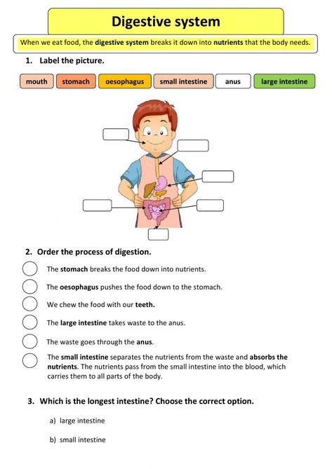 Digestive system online worksheet for Grade 3. You can do the exercises online or download the worksheet as pdf. Digestive System Activities, Digestive System For Kids, Digestive System Diagram, Digestive System Worksheet, Human Body Worksheets, Grade 3 Science, Preschool Charts, Worksheets For Class 1, Human Digestive System