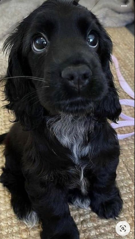 Lover Anime, Black Cocker Spaniel, Shepherd Dog Breeds, Wallpapers Anime, Cocker Spaniel Puppies, Cute Animals Puppies, Very Cute Dogs, Spaniel Puppies, Cute Little Puppies