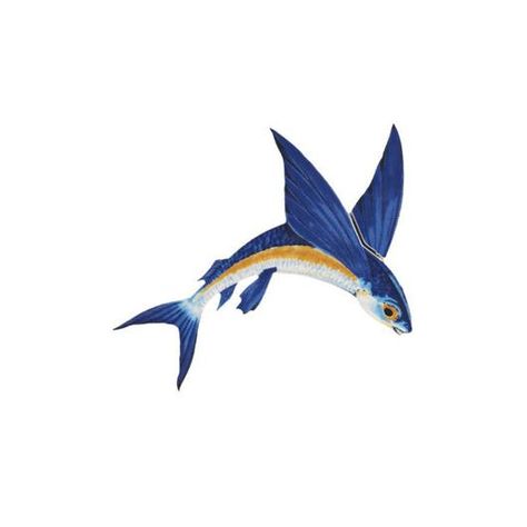 Flying Fish Photography, Flying Fish Tattoo Design, Flying Fish Illustration, Flying Fish Drawing, Tropical Fish Tattoo, Flying Fish Tattoo, Flying Fish Art, Fish Illustration Art, Angle Fish