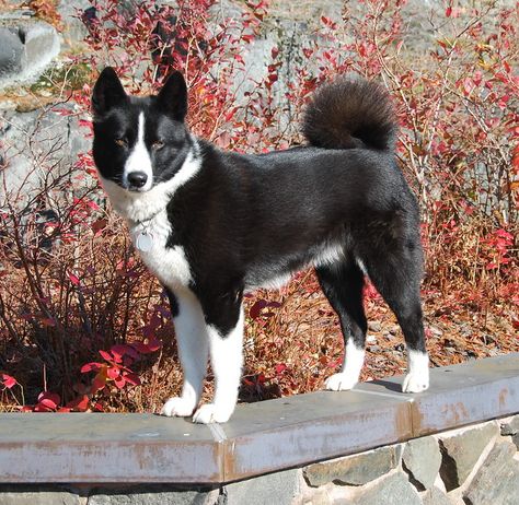 DSC_0752 | Runningbeardog's Kesa | Gail Rasanen | Flickr Bear Dog Breed, Karelian Bear Dog, Bear Dogs, Canaan Dog, Dog Types, Beautiful Dogs Photos, Spitz Dogs, Dog Smells, Bear Dog