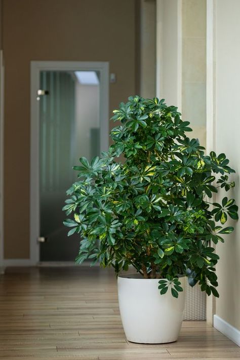 Tall House Plants, Schefflera Arboricola, Umbrella Plant, Houseplants Low Light, Low Light Indoor Plants, Tanaman Indoor, Umbrella Tree, Tanaman Pot, Arrowhead Plant