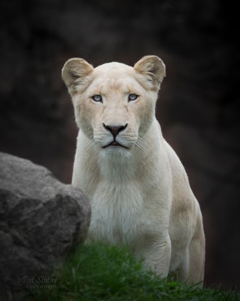 Albino Lion, White Lioness, White Lions, Cat Diary, Kruger National Park South Africa, Wild Lion, Beautiful Lion, Lion Love, Wild Animals Pictures