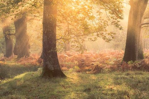 Follow the link for a comprehensive guide to improving your woodland photography. I hope that it will help you to create photographs like this one from a beautiful ancient oak woodland here in Mid Wales. Woodland Photography, Beautiful Landscape Photography, Forest Bathing, Winter Woodland, My Year, Woodland Scene, Woodland Forest, Composition Photography, Forest Photography