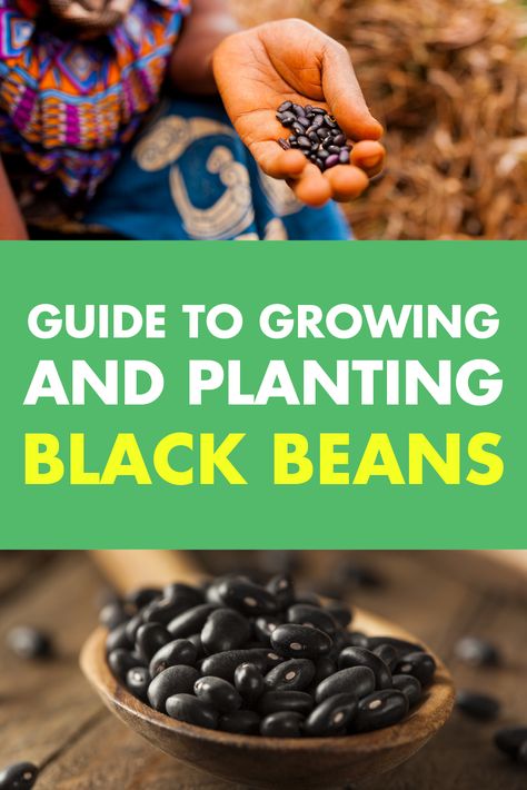 Grow Black Beans, Black Bean Plant, Beans Plant, Black Turtle Beans, Promise Land, Bean Varieties, Bean Plant, Pole Beans, Garden Pest Control