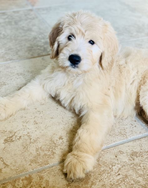 F1 Medium English Cream Goldendoodle with a Wavy Coat. 8 Weeks Old. Breeder: IG @LonestarDoodles in TX Cream Goldendoodle, English Cream Goldendoodle, White And Tan Goldendoodle, Golden Doodle White And Brown, White Goldendoodle, Brown And White Doodle Dog, Medium Goldendoodle, Mini Goldendoodle White And Brown, English Goldendoodle