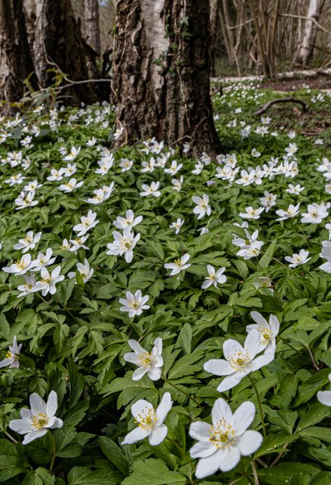 wood anemone – Robb Doyle Photography Wood Anemone, Irish Garden, Woodland Flowers, Wild Garlic, Shade Perennials, Tree Canopy, Blue Wood, Vibrant Flower, Ground Cover