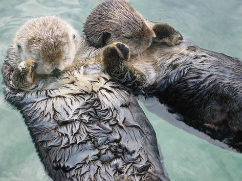 Sea otters hold hands while they sleep so they don't drift away from each other. Sea Otters Holding Hands, Wild Panda, Happy Facts, Otters Holding Hands, Group Of Cats, Fun Facts About Animals, Baby Otters, Sea Otter, Pet Rabbit