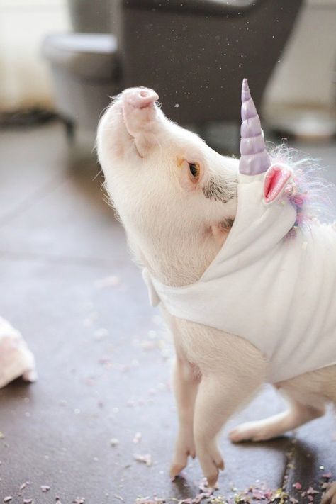 Unicorn Pig, Mini Pigs, Unicorn Costume, Beautiful Unicorn, Cute Piggies, Mythical Beast, Little Critter, Cute Pigs, Fluffy Animals