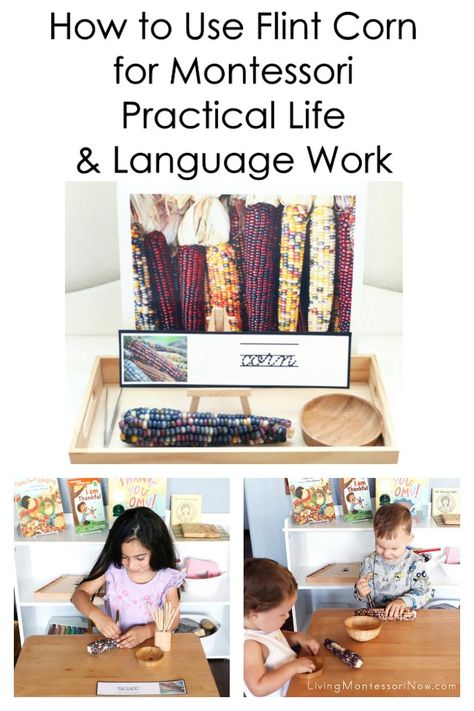 Ideas for Montessori practical life and language work using flint corn for toddlers through first graders; perfect for home or classroom in the fall - Living Montessori Now #fall #autumn #flintcorn #ornamentalcorn #corntweezing #Montessori Practical Life Montessori, Toddler Montessori Activities, Fall Science Activities, Montessori Works, Infant Sensory, Flint Corn, Montessori Activities Preschool, Montessori Lessons, Practical Life Activities