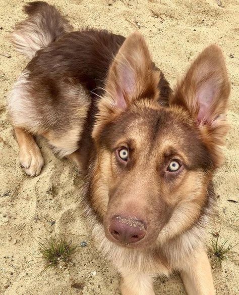 Red German Shepherd, German Shepherd Photos, German Sheperd Dogs, German Shepherd Pictures, German Shepherd Funny, Dogs Pictures, Shepherd Dog Breeds, Black German Shepherd, Shepherd Puppies