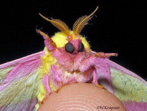 Rosy maple moth Dryocampa rubicunda (Fabricius, 1793) | Butterflies and Moths of North America Venezuelan Poodle Moth, Poodle Moth, Maple Moth, Pink Moth, Rosy Maple Moth, Cute Moth, Moth Art, Cool Bugs, Moth Tattoo