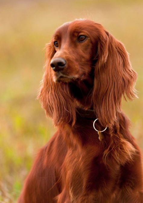 Delta Dawn Irish Setter Puppy, Irish Red Setter, Red Setter, Irish Setter Dogs, Irish Setters, Dog Anatomy, Famous Dogs, Bird Hunting, Pet Style