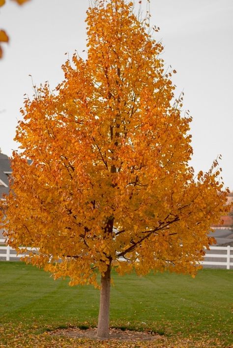 Greenspire® Linden Tree | Garden Gate Nursery Greenspire Linden Tree, Goddess Ishtar, Tilia Cordata, Red Goddess, Patio Trees, Tree Growing, Linden Tree, Tree Garden, Street Trees