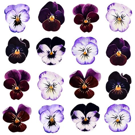 Pansies Pansy Art, Pansy Tattoo, Fairy Artwork, Nothing But Flowers, Pansies Flowers, Scrapbook Stickers Printable, Wallpaper Stickers, Flower Printable, Violet Flower