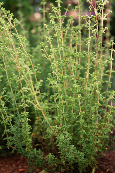 Origanum vulgare subsp. hirtum | Zones 5-10 With a low mounding habit, this fuzzy-leaved herb makes for a good-looking ground cover. Expect clusters of pale, pinkish buds midsummer.   - HouseBeautiful.com Greek Oregano, Origanum Vulgare, Landscape Planning, Diy Herbal Remedies, Crete Island, Gardening Hacks, Natural Diy, Be Natural, Veggie Garden