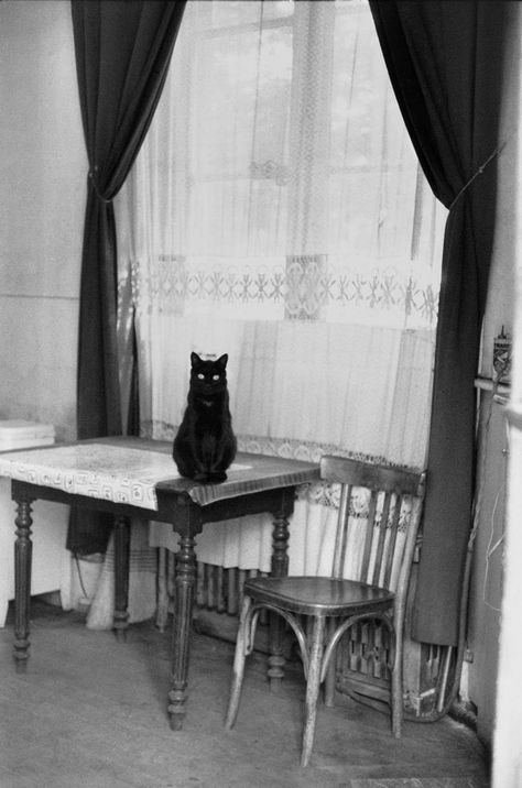 Paris Cat, Robert Doisneau, Henri Cartier Bresson, Paris Pictures, Great Cat, Gelatin Silver Print, French Photographers, Magnum Photos, Paris Photos