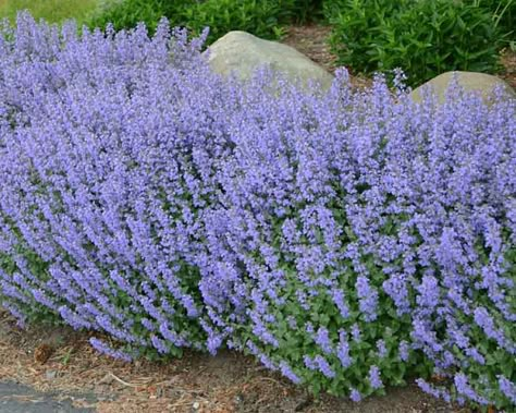 Cat Mint, Bees And Butterflies, Exquisite Gardens, Best Perennials, Planting Plan, Hummingbird Garden, Wildlife Gardening, Herbaceous Perennials, Buy Plants