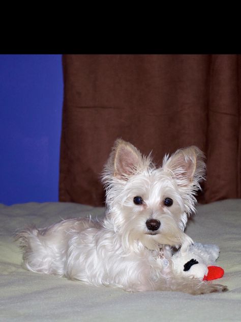 Parti Yorkie Yorkie Chihuahua Mix, White Yorkie, Parti Yorkie, Cute Puppy Photos, Puppy Ideas, Yorkie Mix, Yorkie Puppies, Yorkie Terrier, Natural Dog Food