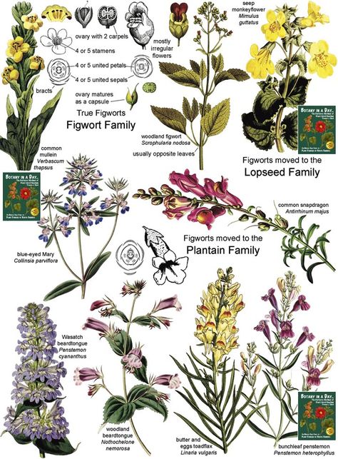 Plant Identification App, Flower Anatomy, Identify Plants, Purple Flowering Plants, Biology Resources, Flower Identification, Identify Plant, Plant Fungus, Healing Plants