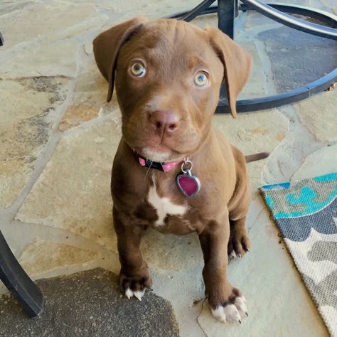 Chocolate Lab / Pitbull puppy Chocolate Lab Pitbull Mix Puppy, Lab Pitbull Mix Puppy, Chocolate Pitbull, Pitbull Lab Mix, Pitbull Lab, Pitbull Mix Puppies, Lab Mix Puppies, Chocolate Labs, Red Nose Pitbull