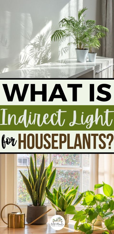 What is Indirect Light for Houseplants? Indirect Sunlight, Indirect Lighting, Plant Lighting, House Plants Indoor, Succulents Garden, Growing Plants, Beautiful Gardens, Indoor Plants, Too Much